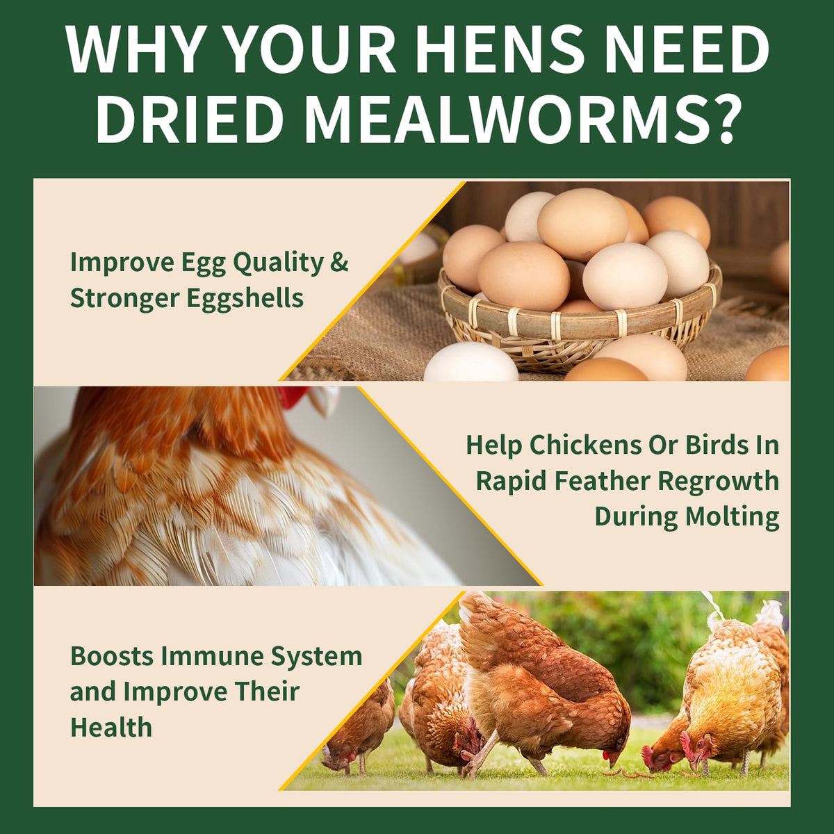 20LB Dried Mealworms N58136